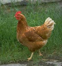 Chicken Facts Chicken