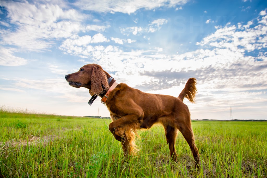 pointers and setters
