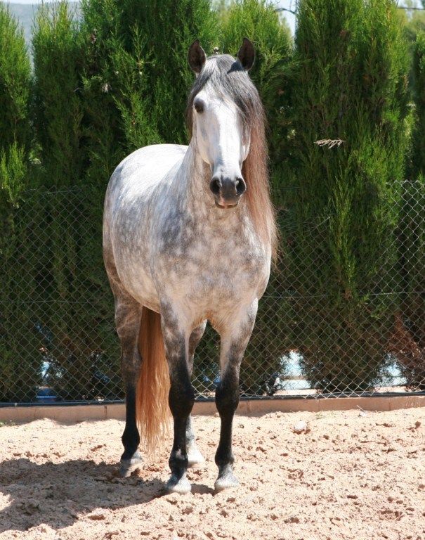 Resultado de imagen de caballos españoles