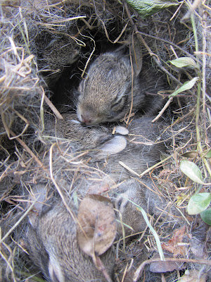 Paper Cut Screams by Cheryl: Baby Bunnies In My Backyard