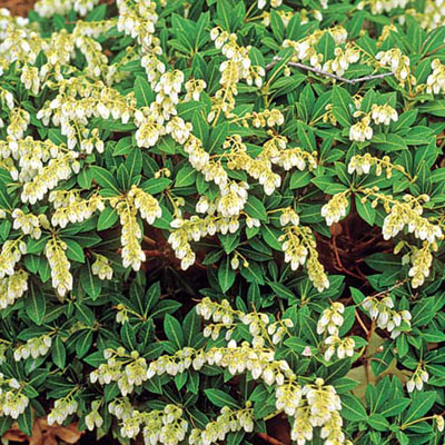 Flora Wonder Blog Japanese Flora In Autumn