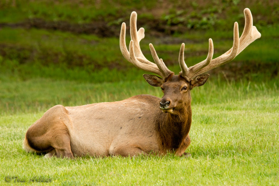 The Ohio Nature Blog Elk Estes Park Colorado and Nearby Rocky