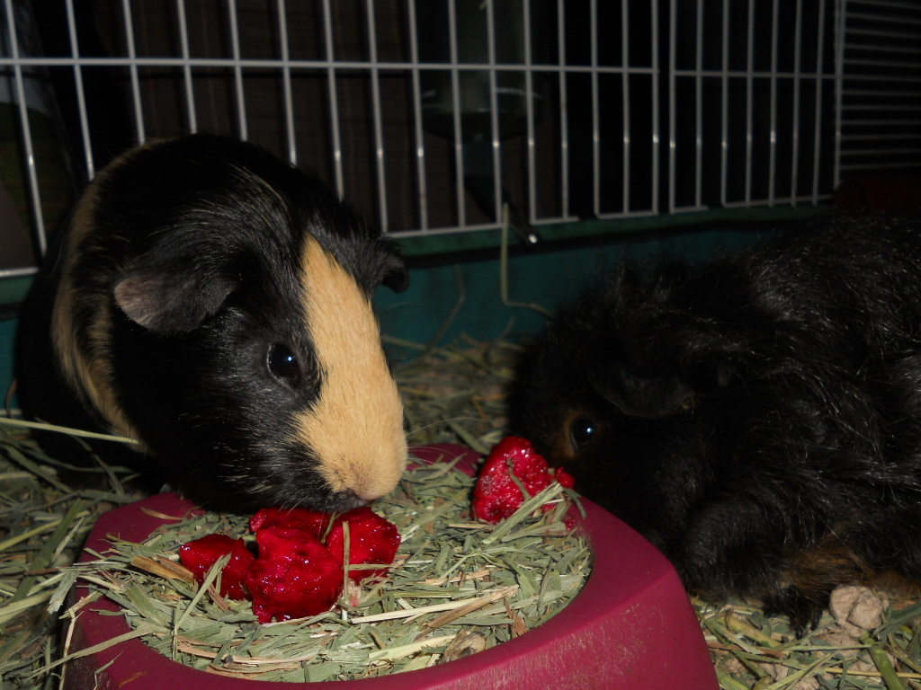 Cavy Savvy A Guinea Pig Blog Can Guinea Pigs Eat Prickly Pears?
