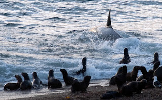 Orcas Season in Punta Norte Valdes Peninsula