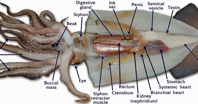 Gillian's Biology 11 Blog: Squid Dissection