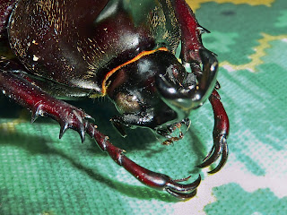 Beetle