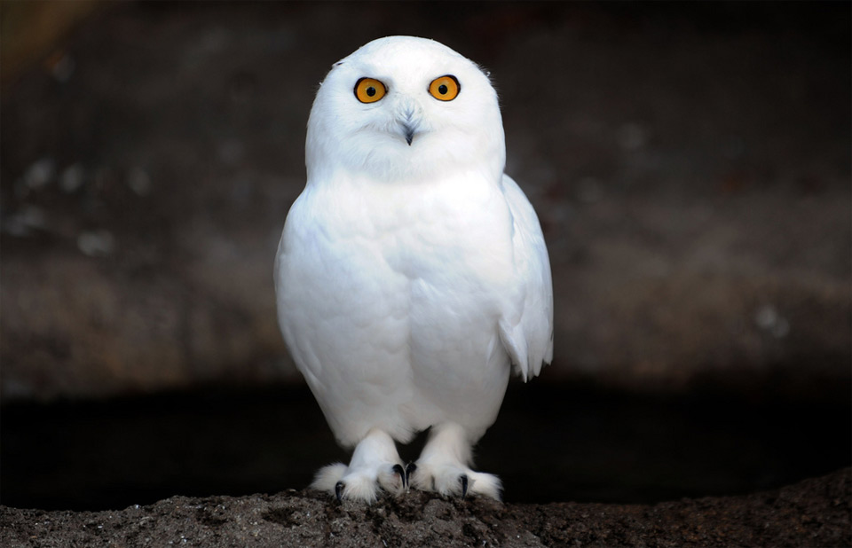 snowy owl xamobox blogspot com relax snowy owl xamobox blogspot com relax
