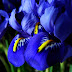 Iris flowers.