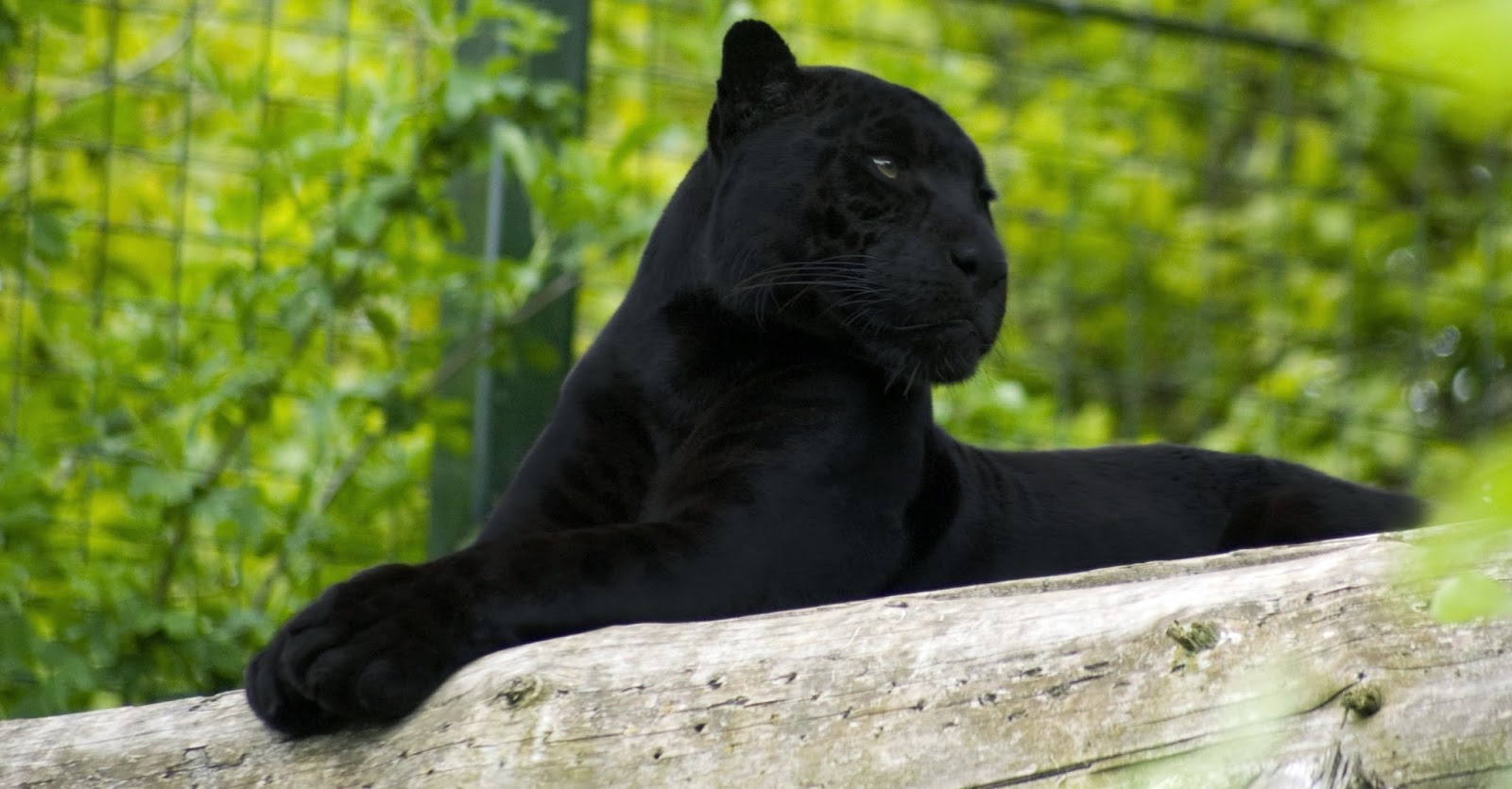 Desktop HD Wallpapers Free Downloads: Angry Black panther hd wallpapers