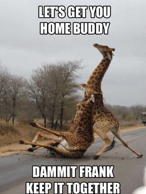giraffesforTiffy.jpg