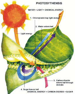 proses fotosintesis