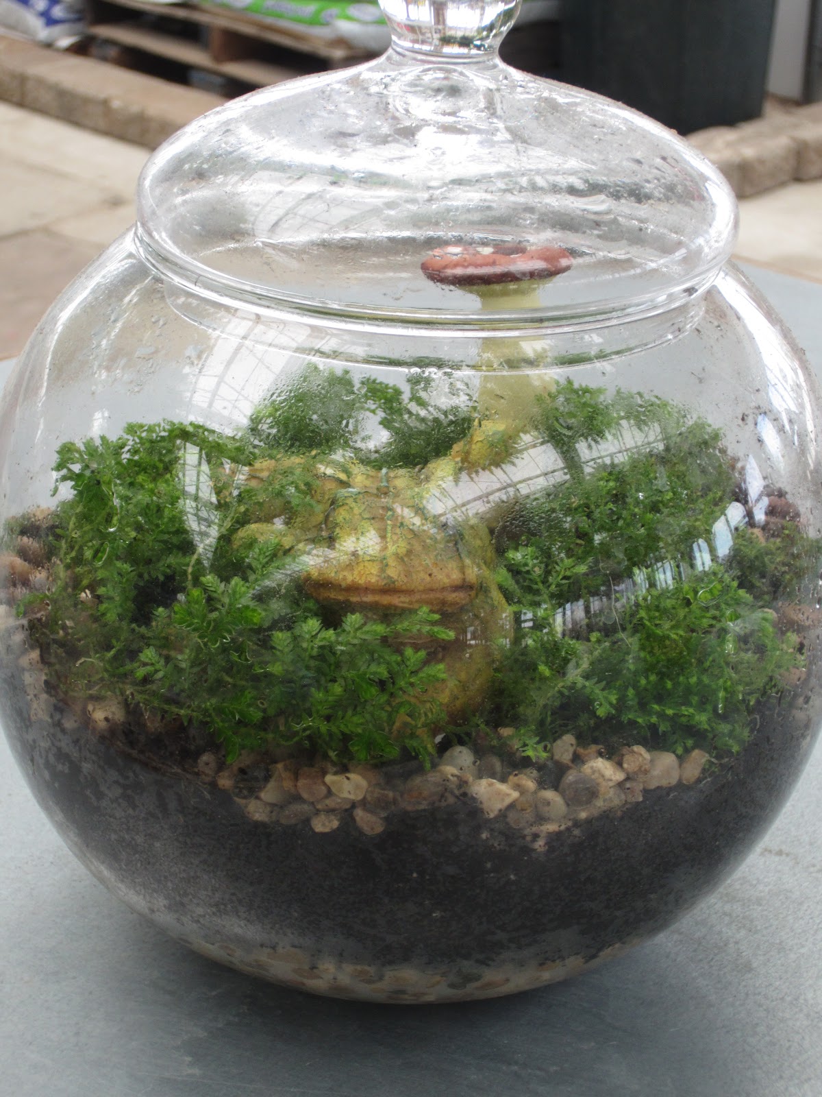 Lets Grow Apothecary Jar Terrariums