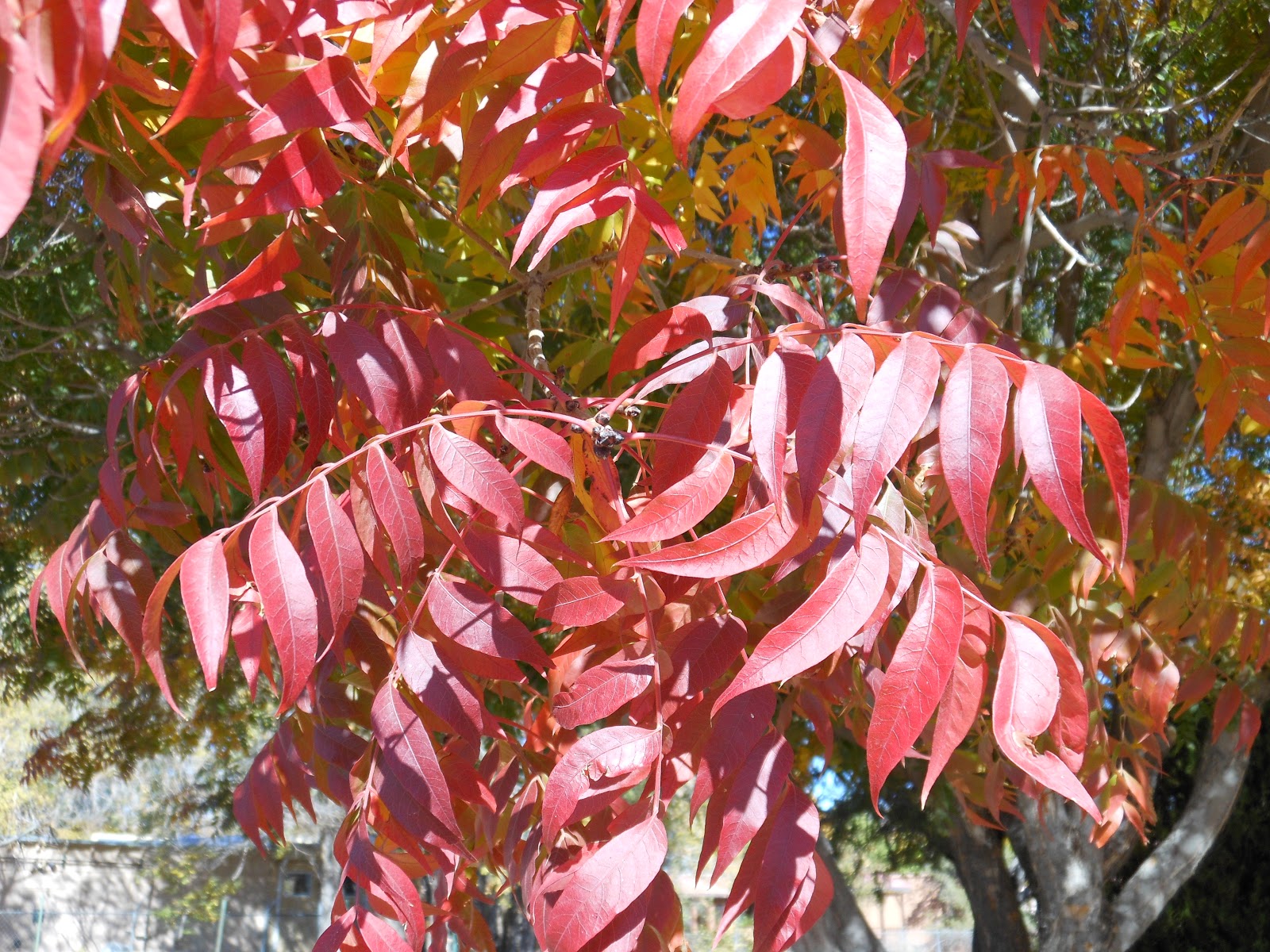 Trees That Please Nursery 30 Days of Fall Foliage, Monday November 5th.