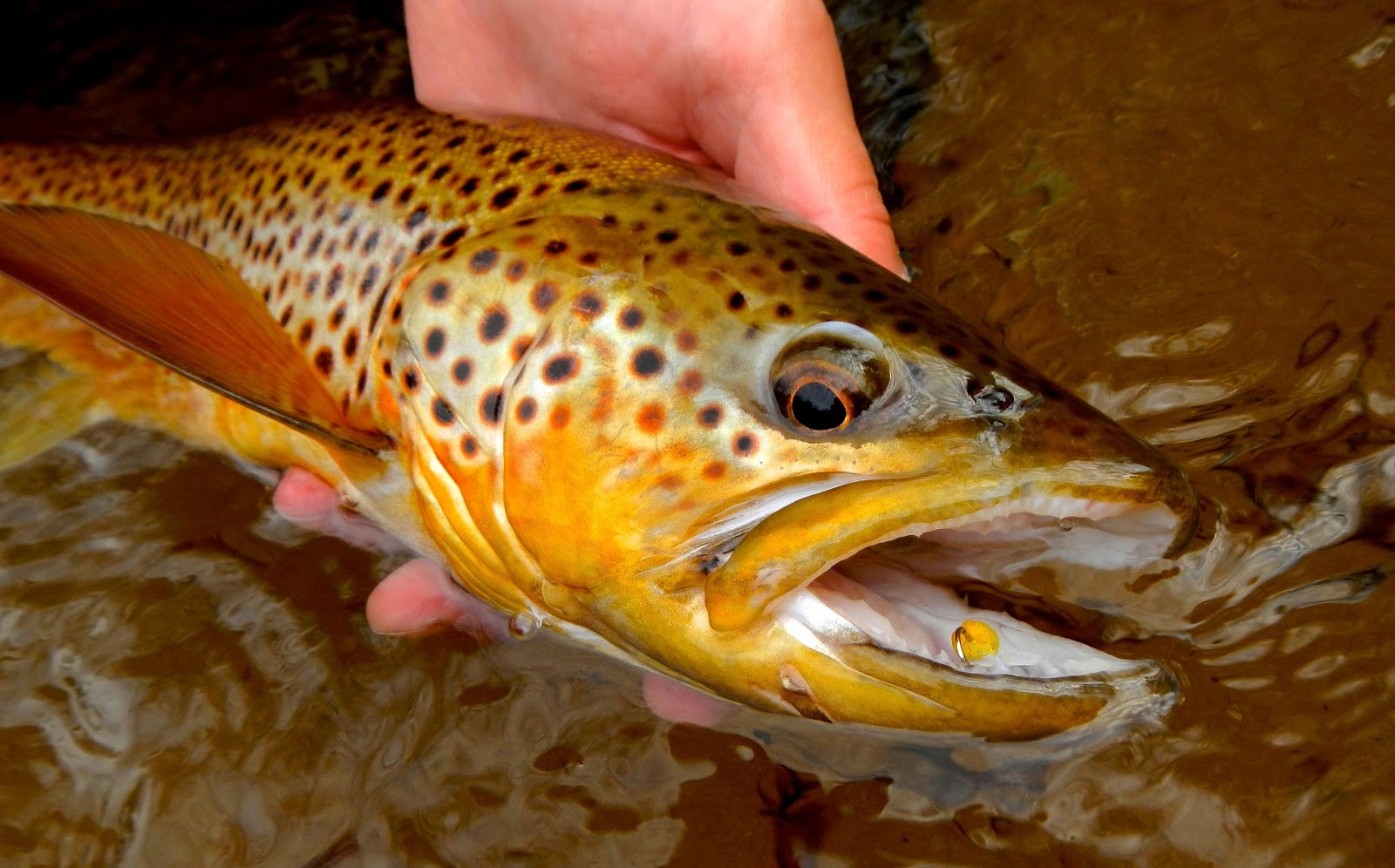 Michigan Trout Fishing Delamere & Hopkins
