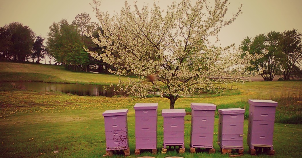 Tales from the Coop Keeper The Latest Buzzzzzzz