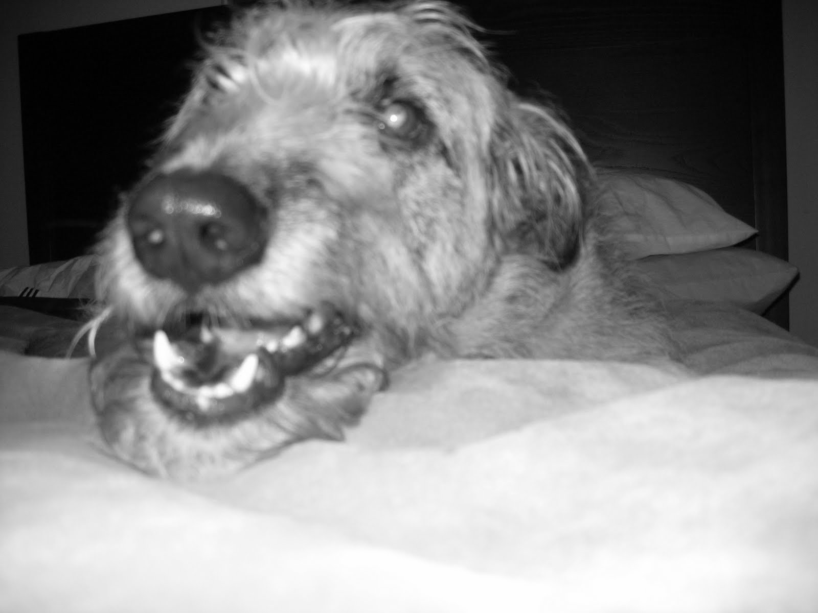 Cute Irish Wolfhound