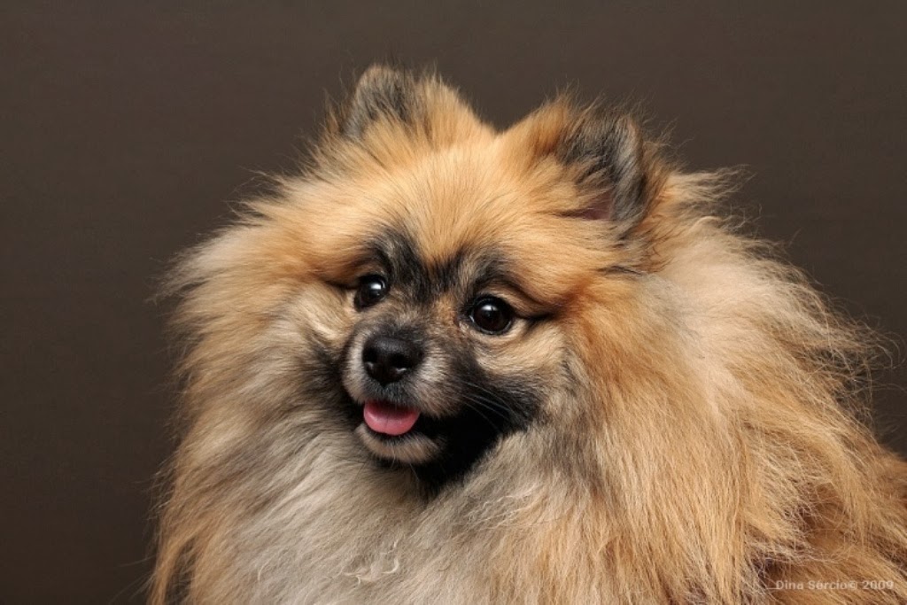 Pomeranian dog History