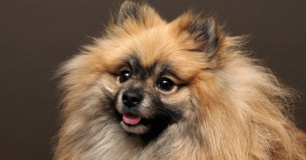 how many types of pomeranians are there pomeranian history many how many types of pomeranians are there pomeranian history many