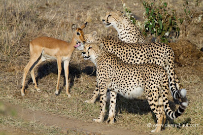 Luar biasa Persahabatan antara Hewan Cheetah dan Impala