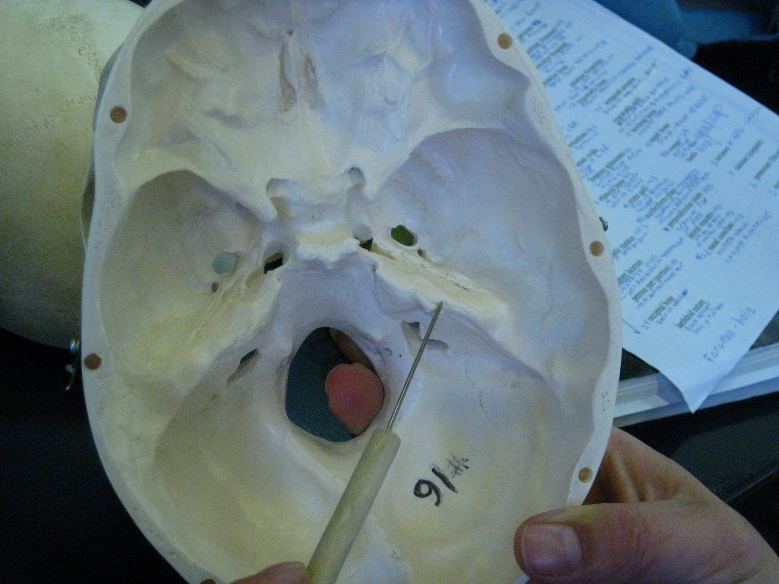 Boned: Human Skull - petrous part (of temporal bone)
