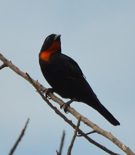 Scarlet-Throated Tanager, Compsothraupis loricata