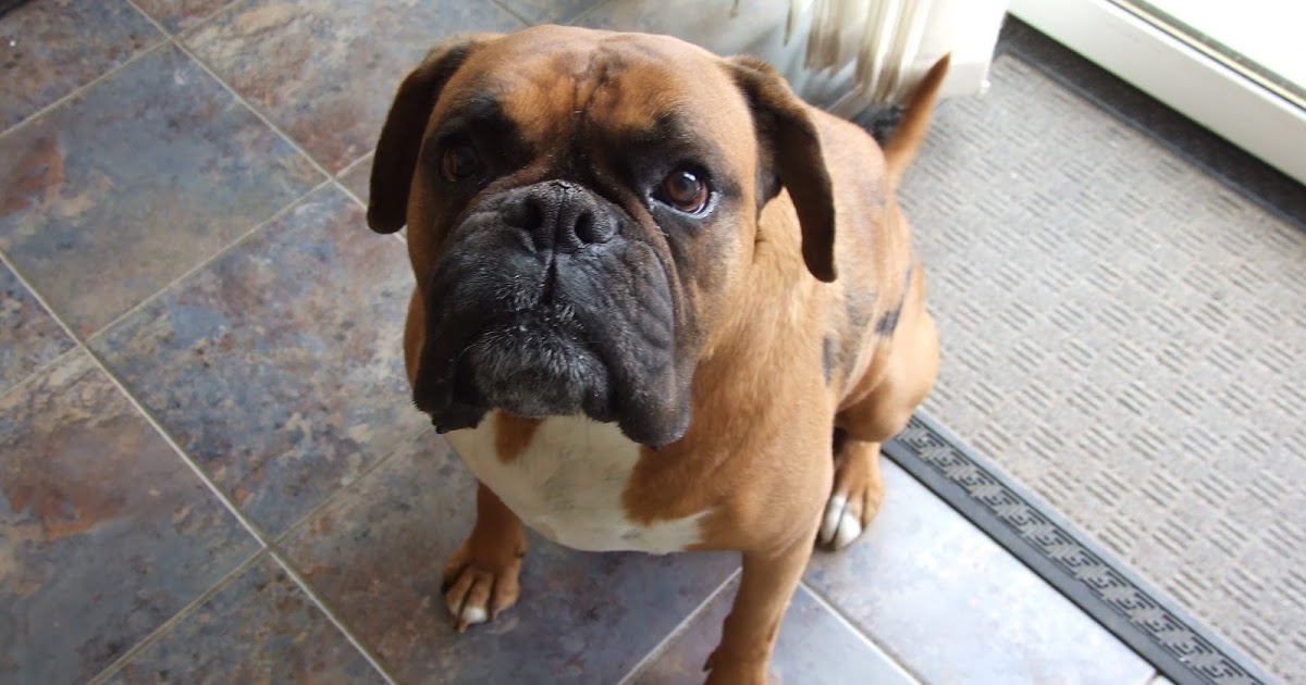 My Dog And His Alopecia! Hair of the dog!