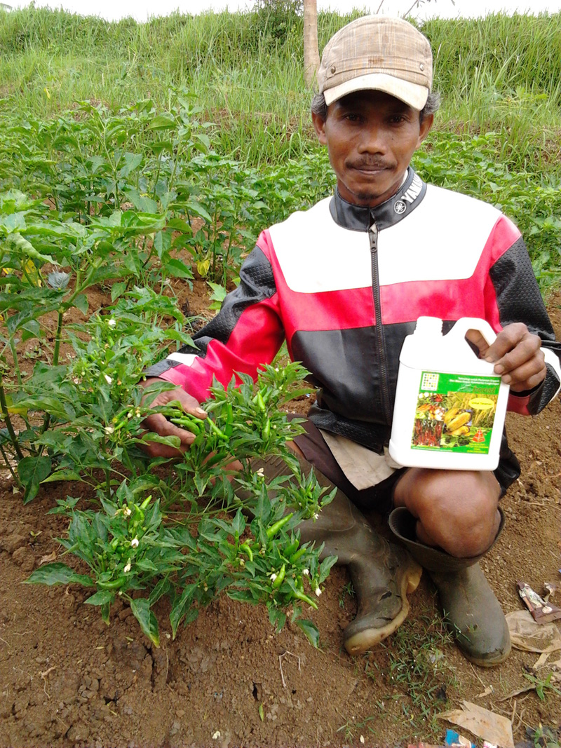 35+ Aplikasi Cabe Rawit Pictures