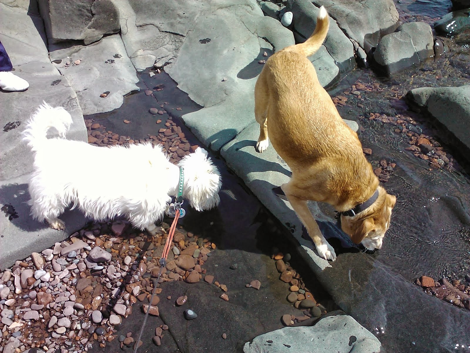 Louie and Moosie exploring edge of Lake Superior