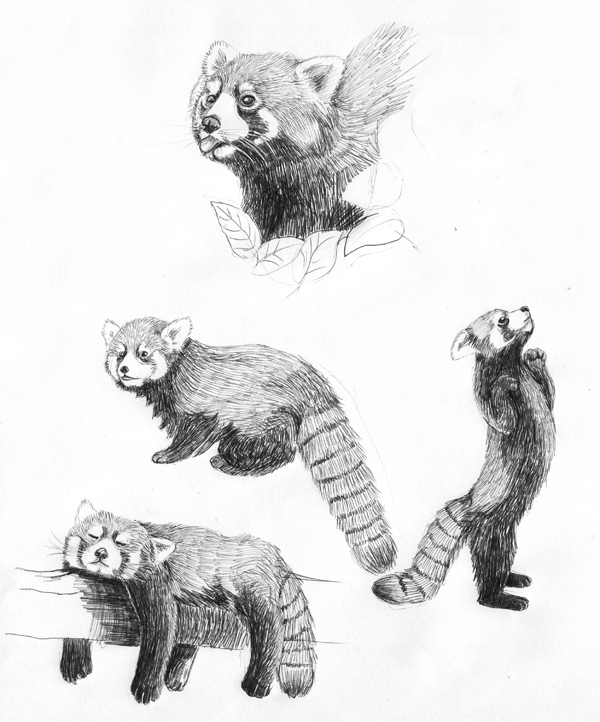 La Maison Du Renard Panda Roux