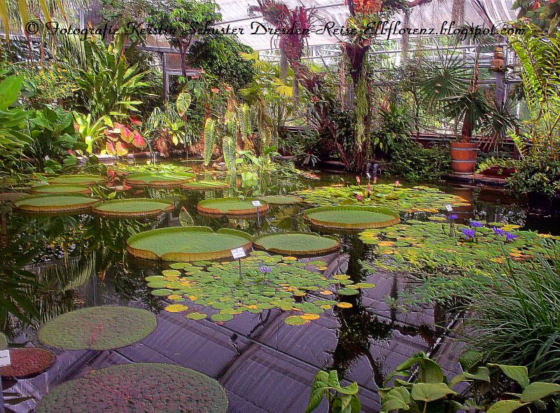 DresdenReise durch den blühenden und grünenden Botanischen Garten der