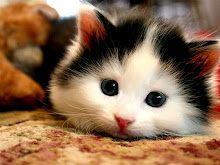 Pencinta Kucing UiTM Perak