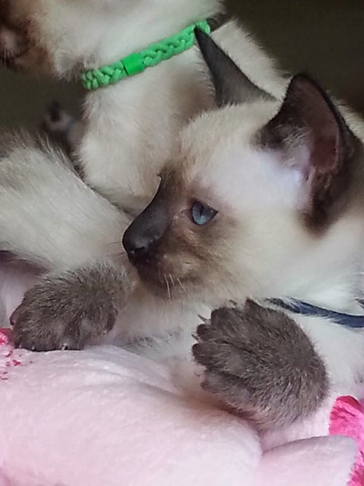 Little Seal Point Siamese boy