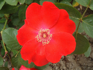 Rosa roja.