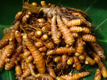 Curcuma "Turmeric"