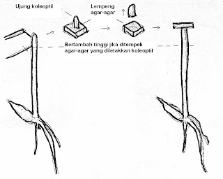 Gambar 7. Percobaan Went ke 1