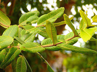 Arjun Tree Benefits