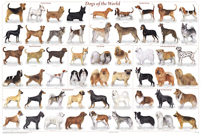 Short Nosed Big Dogs Short Nosed Big Dogs