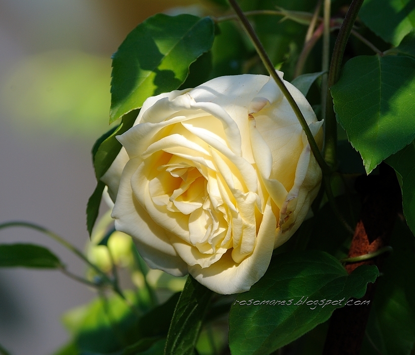 A Rose is a Rose... From Rain To Heat Part I