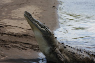 American Crocodile.