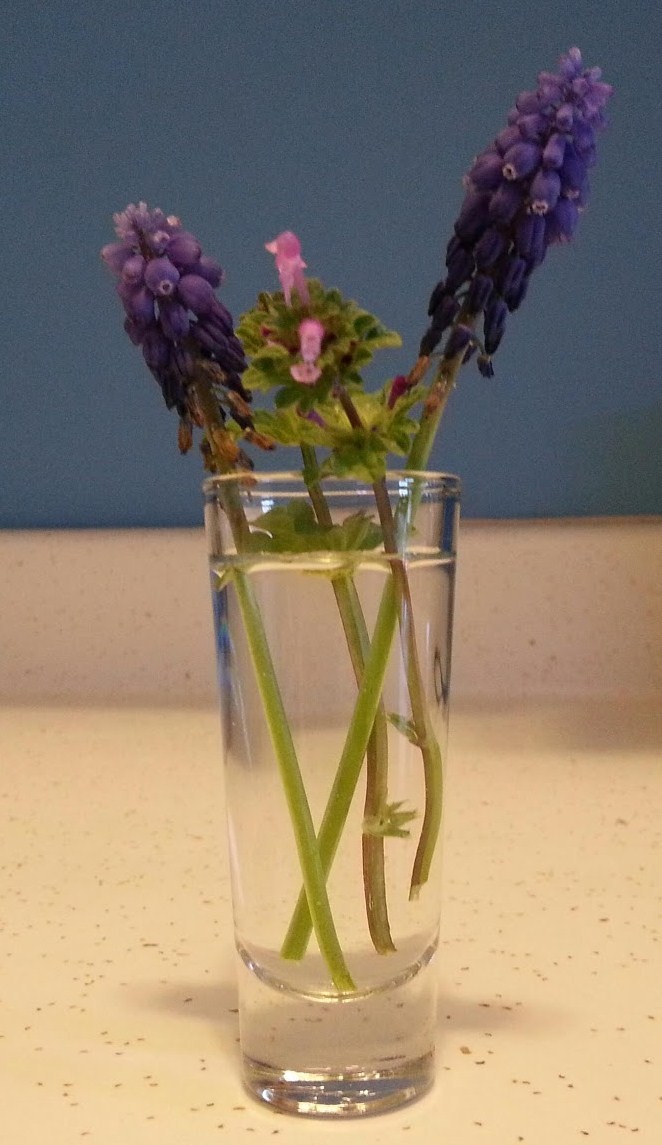 Miss Nomers 5 Unique Uses for Shot Glasses