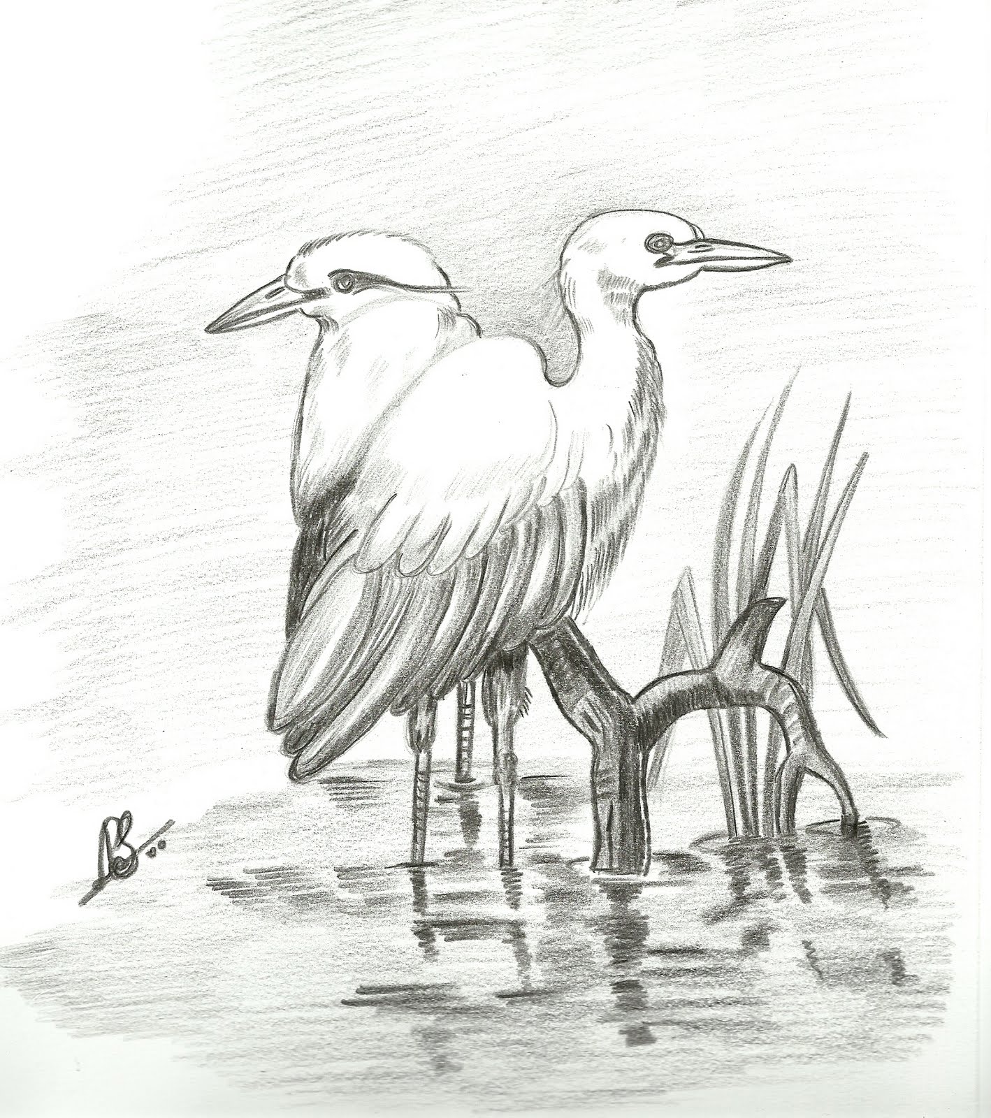 VarnaVismayam. Few Pencil Drawings of Birds..