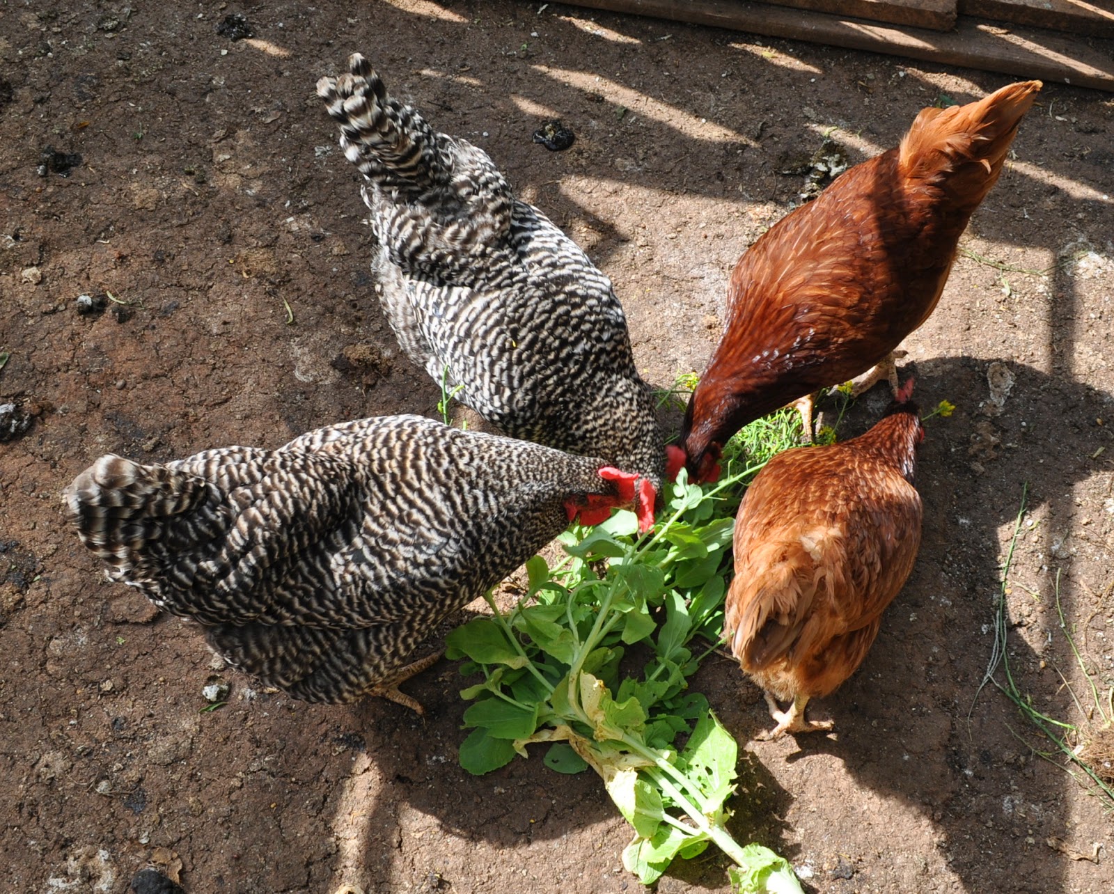 Assorted Thoughts of Glenn A. Gurley, Jr. Getting Started with