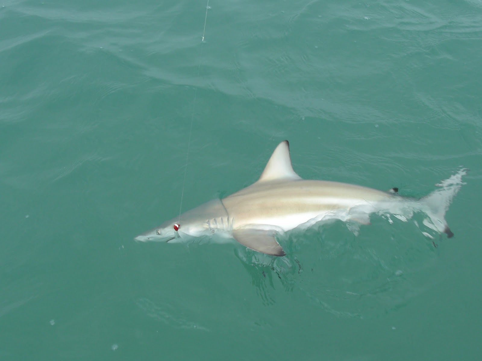 MY LIFE IN THE FLORIDA KEYS AND BEYOND Plenty Of Fish After The Front