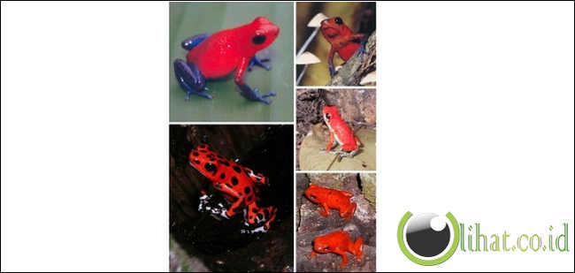 Terdambakan: 8 Spesies Binatang Berwarna Merah yang Langka