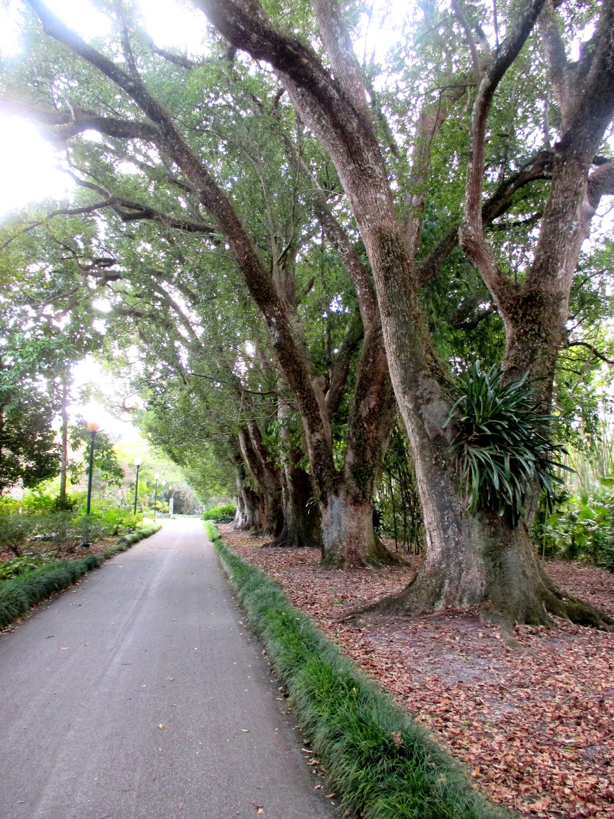 Virginia's Life, Such As It Is!: Christmastime at Leu Gardens