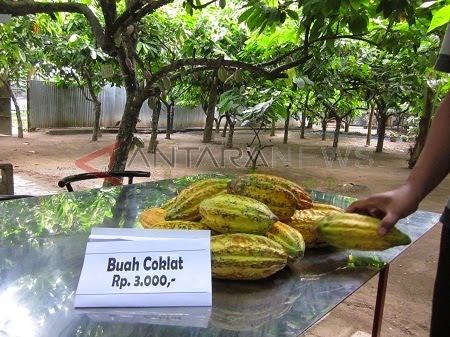 Ragam Pengetahuan: Kampung Coklat, Blitar
