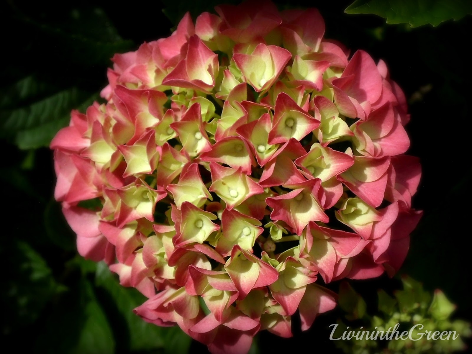 Livin' In The Green Hydrangeas Amazing Color for the Shade