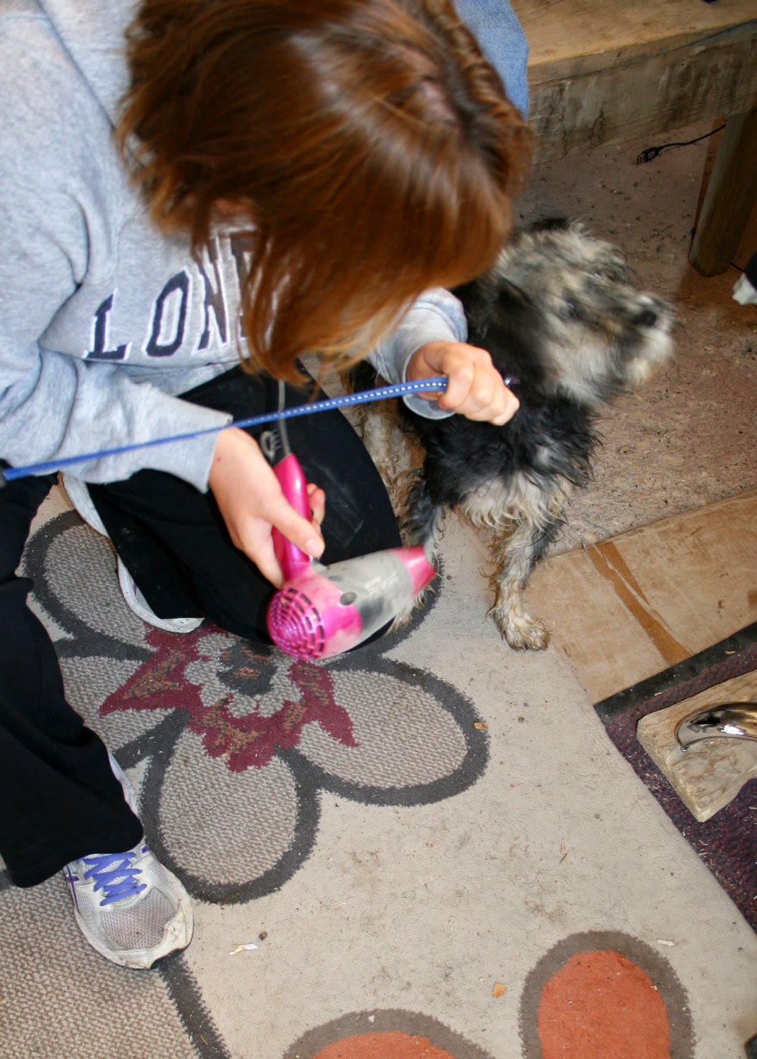 Blow drying a puppy Blow drying a puppy