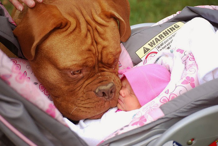 22 Little Kids And Their Big Dogs 22 Little Kids And Their Big Dogs