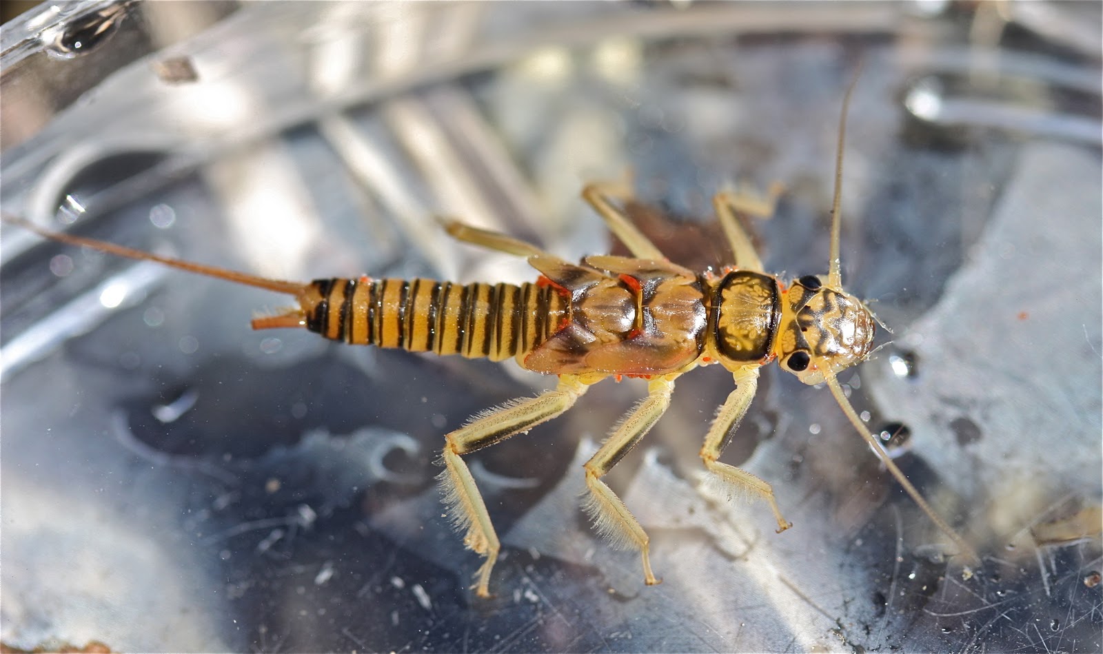Aquatic Insects of Central Virginia Perlodid Stoneflies Genera in